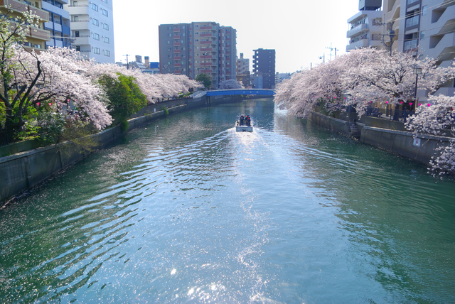 大岡川の桜並木。横浜にもリバークルーズにぴったりのコースはいっぱい。
