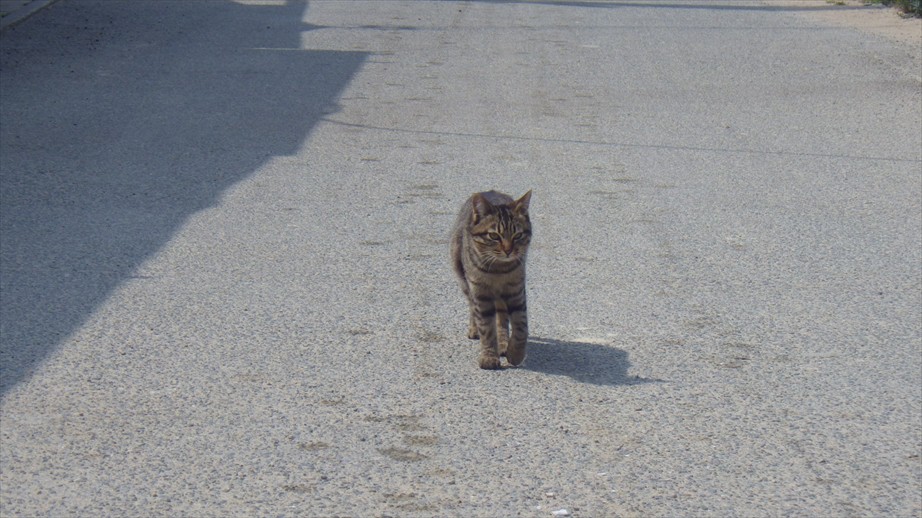 青井荘では猫がお出迎え