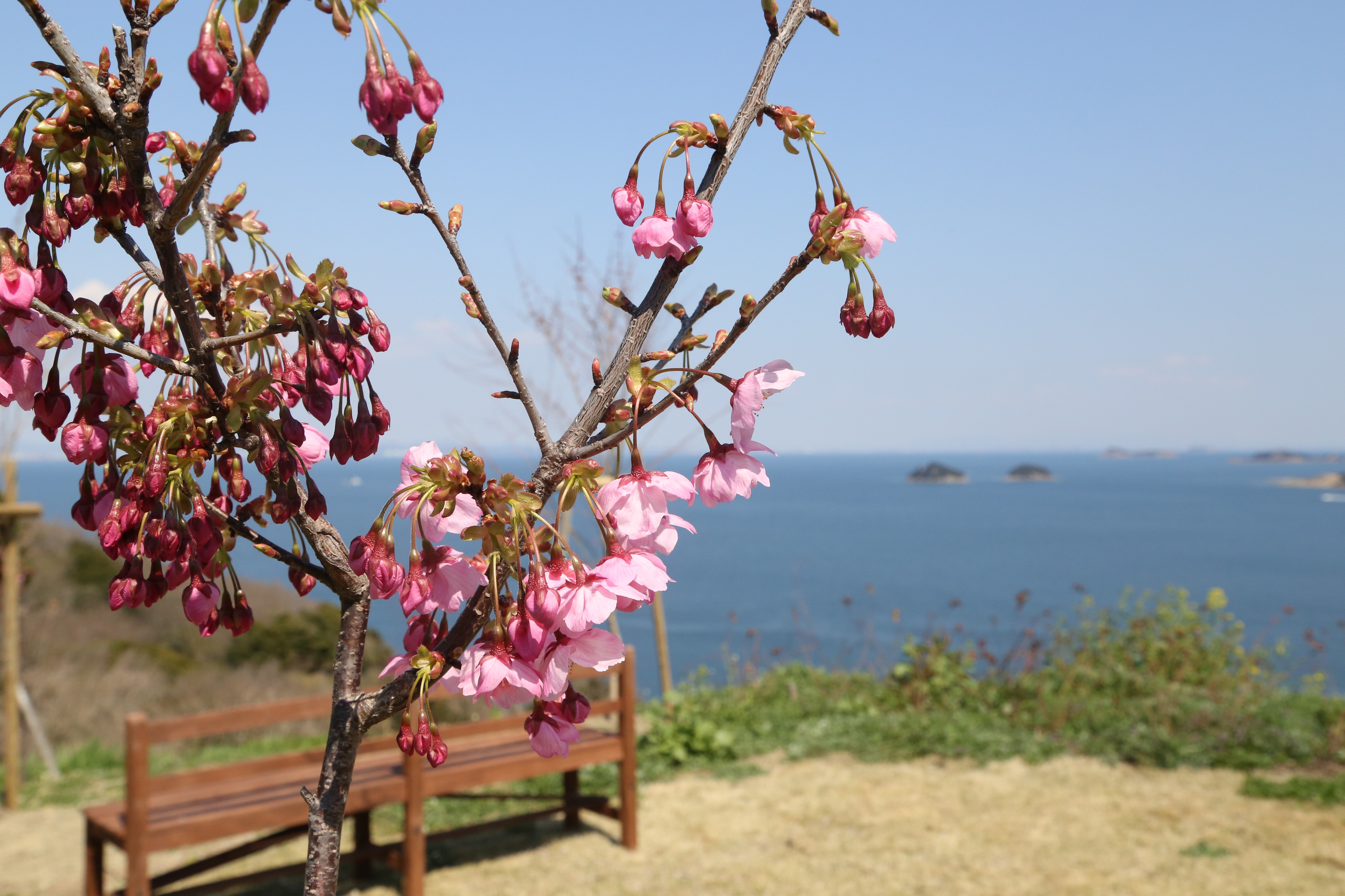 海を背景の花もいいですね！